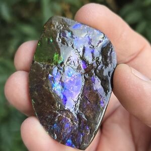 Ammolite Canada